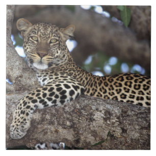Africa. Kenya. Masai Mara. Leopard (Panthera Tile