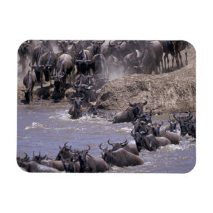 Africa, Kenya, Masai Mara National Park. Magnet