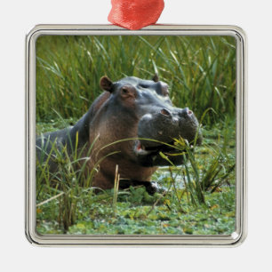 Africa, Kenya, Masai Mara NR. A mother hippo Metal Tree Decoration