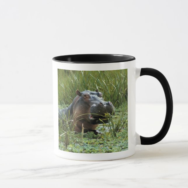 Africa, Kenya, Masai Mara NR. A mother hippo Mug (Right)