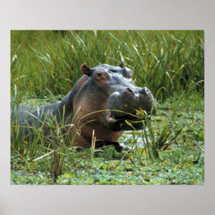 Africa, Kenya, Masai Mara NR. A mother hippo Poster