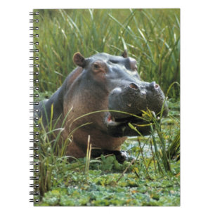 Africa, Kenya, Masai Mara NR. A mother hippo Spiral Notebook