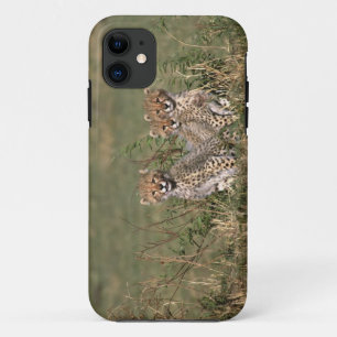 Africa; Kenya; Masai Mara; Three cheetah cubs iPhone 11 Case