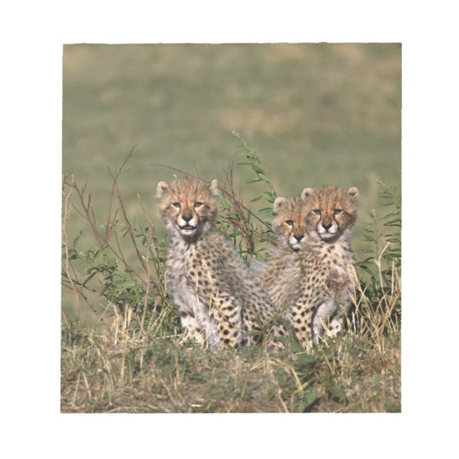 Africa; Kenya; Masai Mara; Three cheetah cubs Notepad (Front)