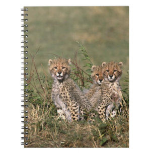 Africa; Kenya; Masai Mara; Three cheetah cubs Spiral Notebook