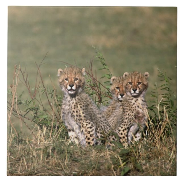 Africa; Kenya; Masai Mara; Three cheetah cubs Tile (Front)