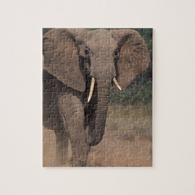 Africa, Kenya, Nanyuki, Mpala. African Elephant. Jigsaw Puzzle (Vertical)