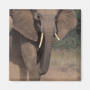 Africa, Kenya, Nanyuki, Mpala. African Elephant. Magnet