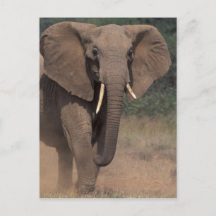 Africa, Kenya, Nanyuki, Mpala. African Elephant. Postcard