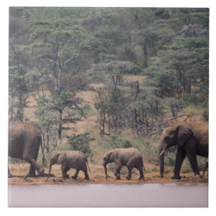 Africa, Kenya, Nanyuki, Mpala. African Tile