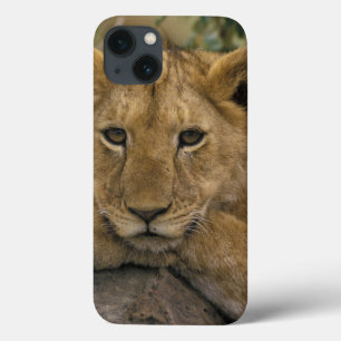 Africa, Kenya. Portrait of a lion. iPhone 13 Case