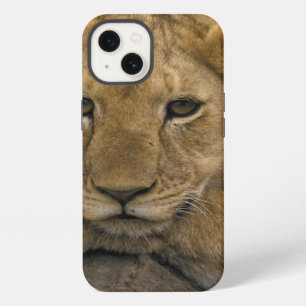 Africa, Kenya. Portrait of a lion. iPhone 13 Case