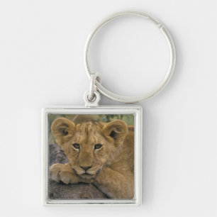 Africa, Kenya. Portrait of a lion. Key Ring