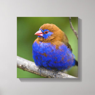 Africa. Kenya. Purple Grenadier Canvas Print