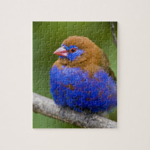 Africa. Kenya. Purple Grenadier Jigsaw Puzzle
