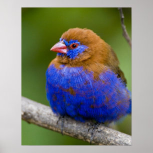 Africa. Kenya. Purple Grenadier male at Lake Poster