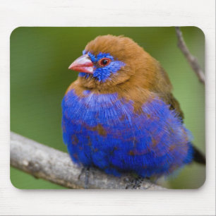 Africa. Kenya. Purple Grenadier Mouse Pad