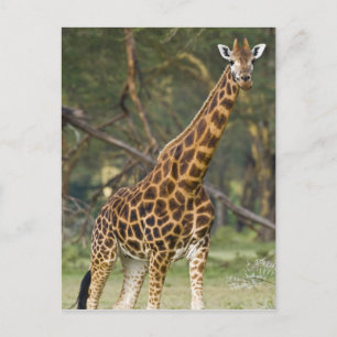Africa. Kenya. Rothschild's Giraffe at Lake 2 Postcard