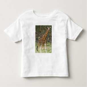 Africa. Kenya. Rothschild's Giraffe at Lake 2 Toddler T-Shirt