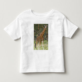 Africa. Kenya. Rothschild's Giraffe at Lake 2 Toddler T-Shirt