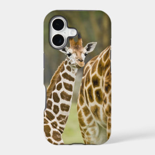 Africa. Kenya. Rothschild's Giraffe baby