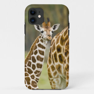 Africa. Kenya. Rothschild's Giraffe baby Case-Mate iPhone Case