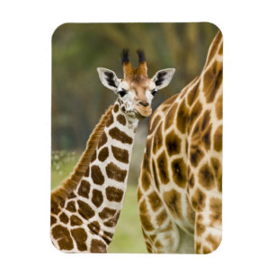 Africa. Kenya. Rothschild's Giraffe baby Magnet