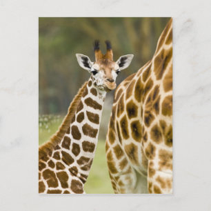 Africa. Kenya. Rothschild's Giraffe baby Postcard