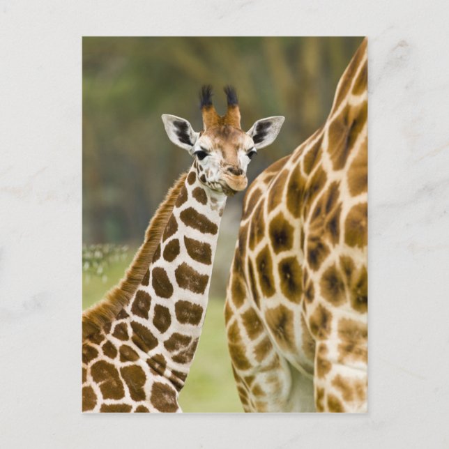 Africa. Kenya. Rothschild's Giraffe baby Postcard (Front)