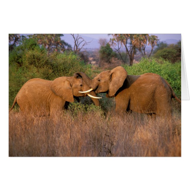 Africa, Kenya, Samburu. Elephant challenge (Front Horizontal)