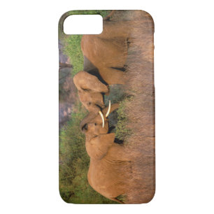 Africa, Kenya, Samburu. Elephant challenge Case-Mate iPhone Case