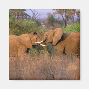Africa, Kenya, Samburu. Elephant challenge Magnet