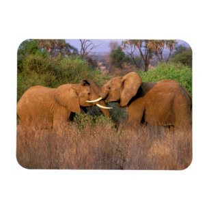 Africa, Kenya, Samburu. Elephant challenge Magnet
