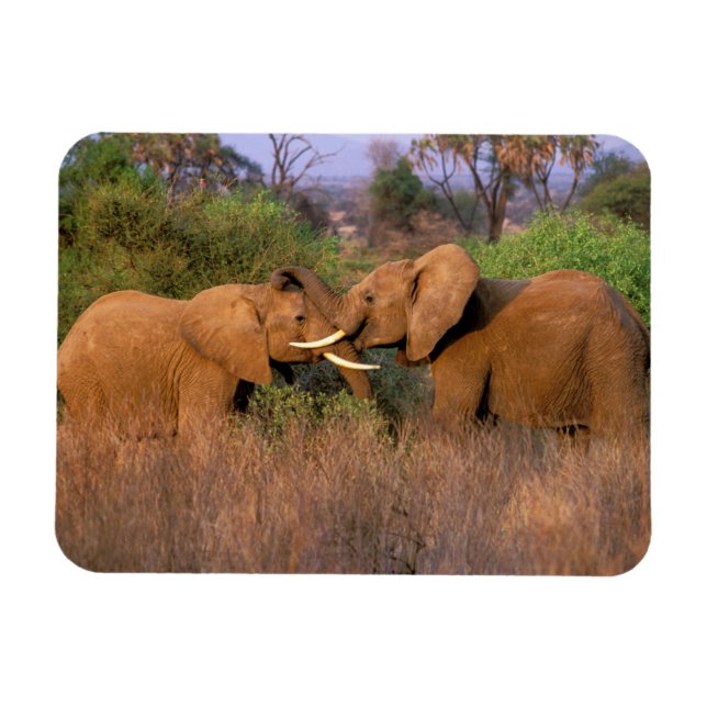 Africa, Kenya, Samburu. Elephant challenge Magnet (Horizontal)