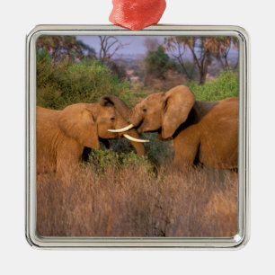 Africa, Kenya, Samburu. Elephant challenge Metal Tree Decoration