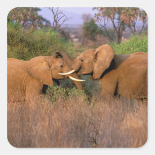 Africa, Kenya, Samburu. Elephant challenge Square Sticker