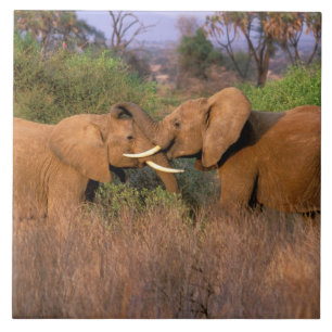 Africa, Kenya, Samburu. Elephant challenge Tile