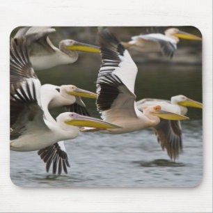 Africa. Kenya. White Pelicans in flight at Lake Mouse Pad