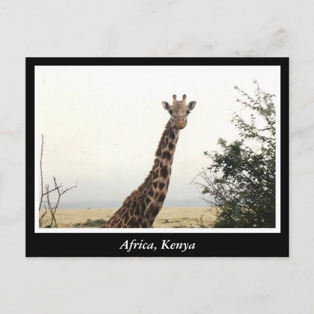 Africa Kenya wild animals Postcard (Front)