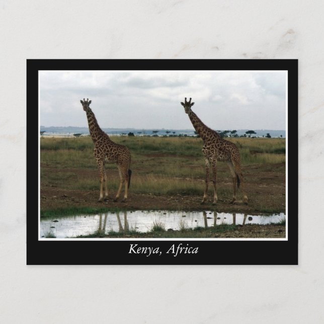 Africa Kenya wild animals Postcard (Front)