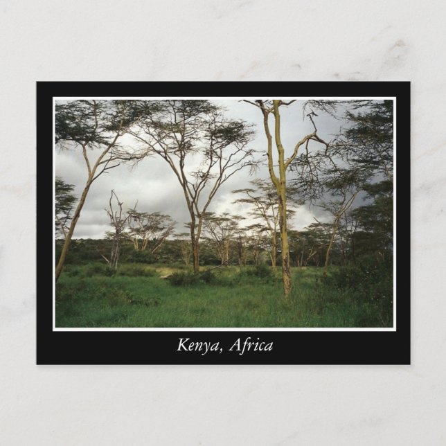 Africa Kenya wild land Postcard (Front)
