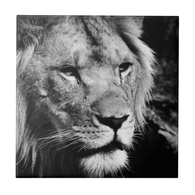 africa lion male closeup macro tile (Front)