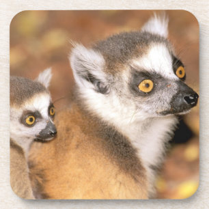 Africa, Madagascar, Berenty Private Reserve. Coaster