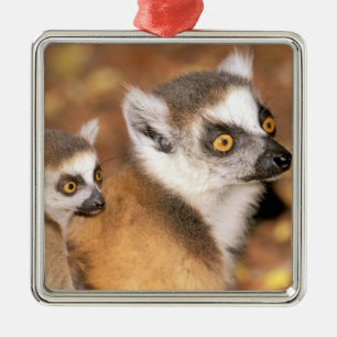 Africa, Madagascar, Berenty Private Reserve. Metal Tree Decoration