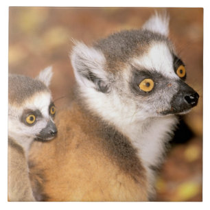 Africa, Madagascar, Berenty Private Reserve. Tile
