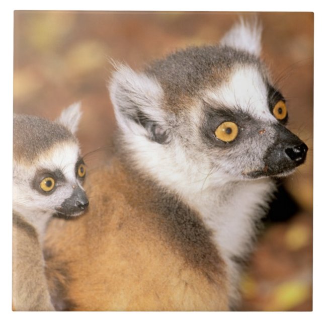 Africa, Madagascar, Berenty Private Reserve. Tile (Front)