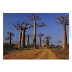 Africa, Madagascar, Morondava, Baobab Avenue.