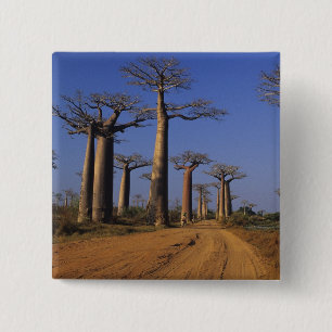 Africa, Madagascar, Morondava, Baobab Avenue. 15 Cm Square Badge