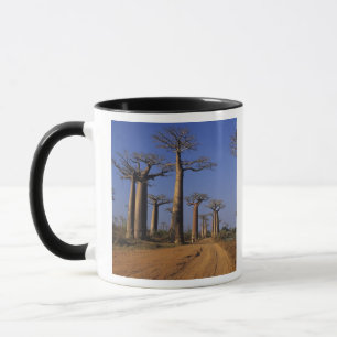 Africa, Madagascar, Morondava, Baobab Avenue. Mug
