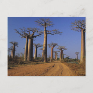 Africa, Madagascar, Morondava, Baobab Avenue. Postcard